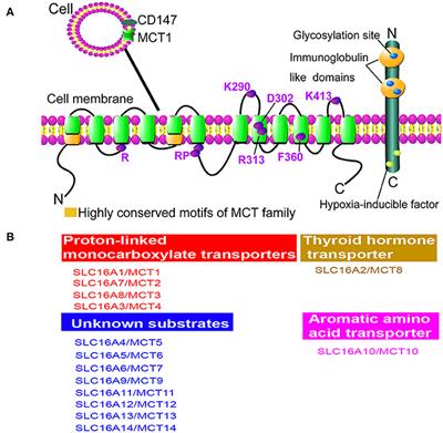 Monocarboxylate Transporter 1 May Benefit Cerebral Ischemia via Facilitating Lactate Transport From Glial Cells to Neurons